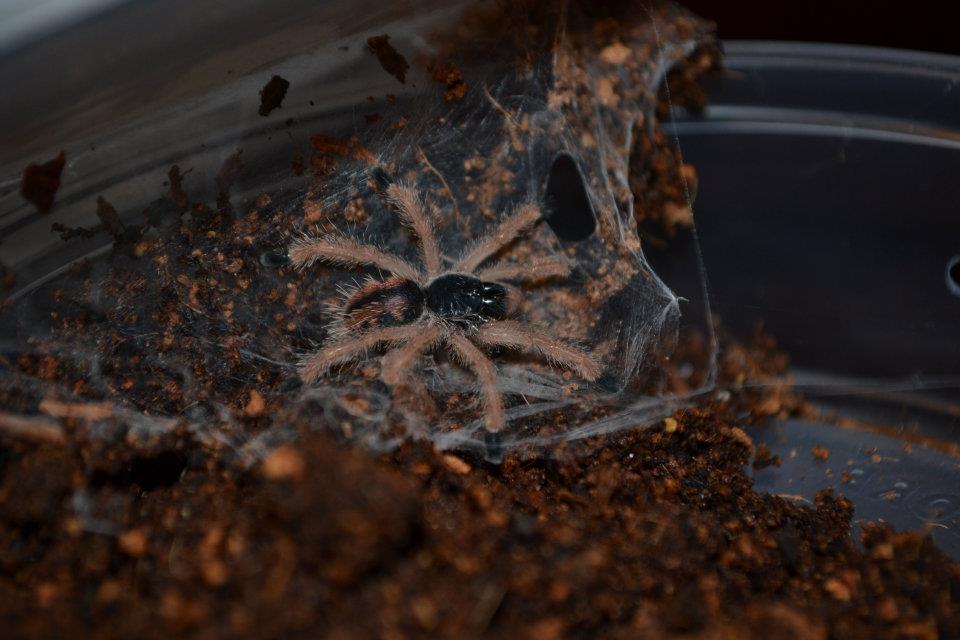 Avicularia Minatrix