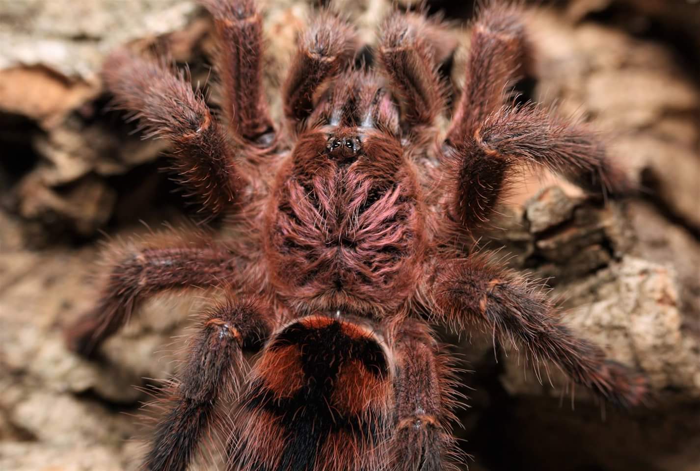 Avicularia minatrix