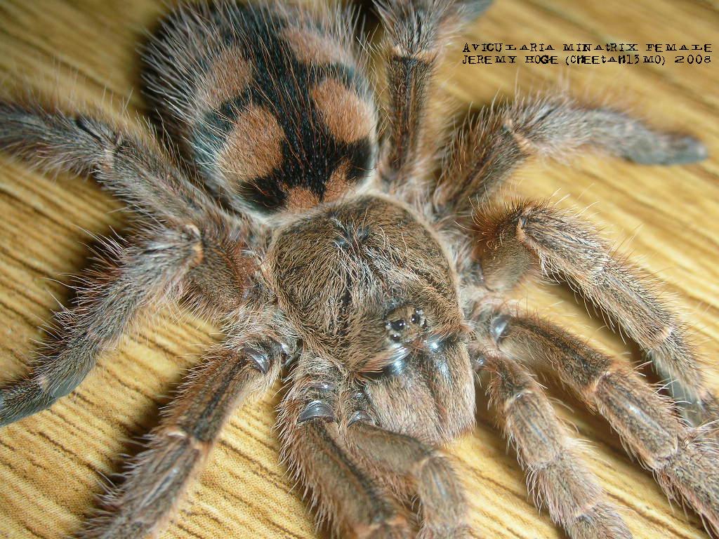 Avicularia minatrix