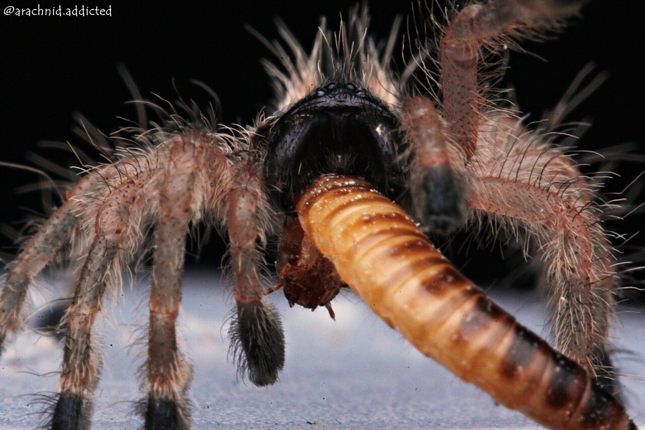 Avicularia minatrix.