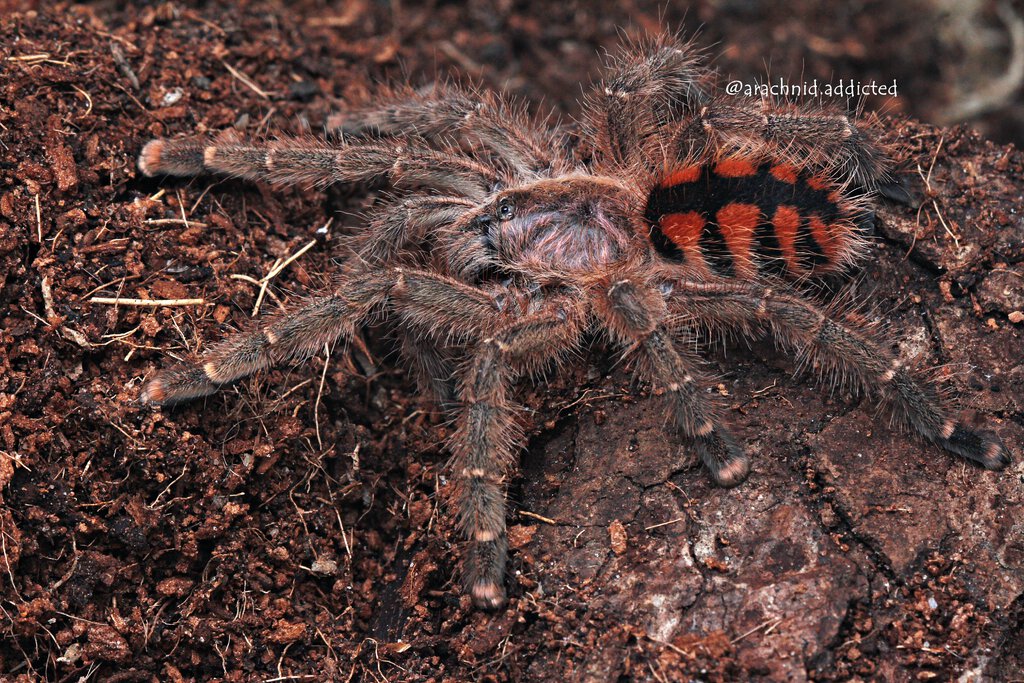 Avicularia minatrix.