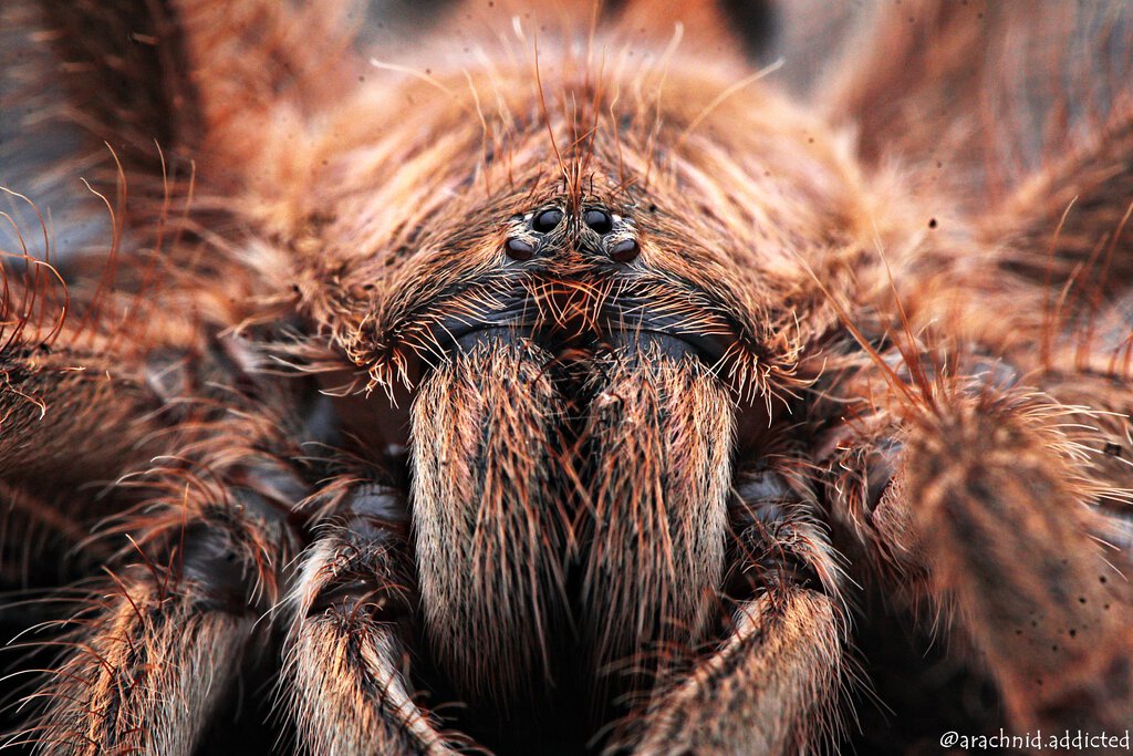 Avicularia minatrix.