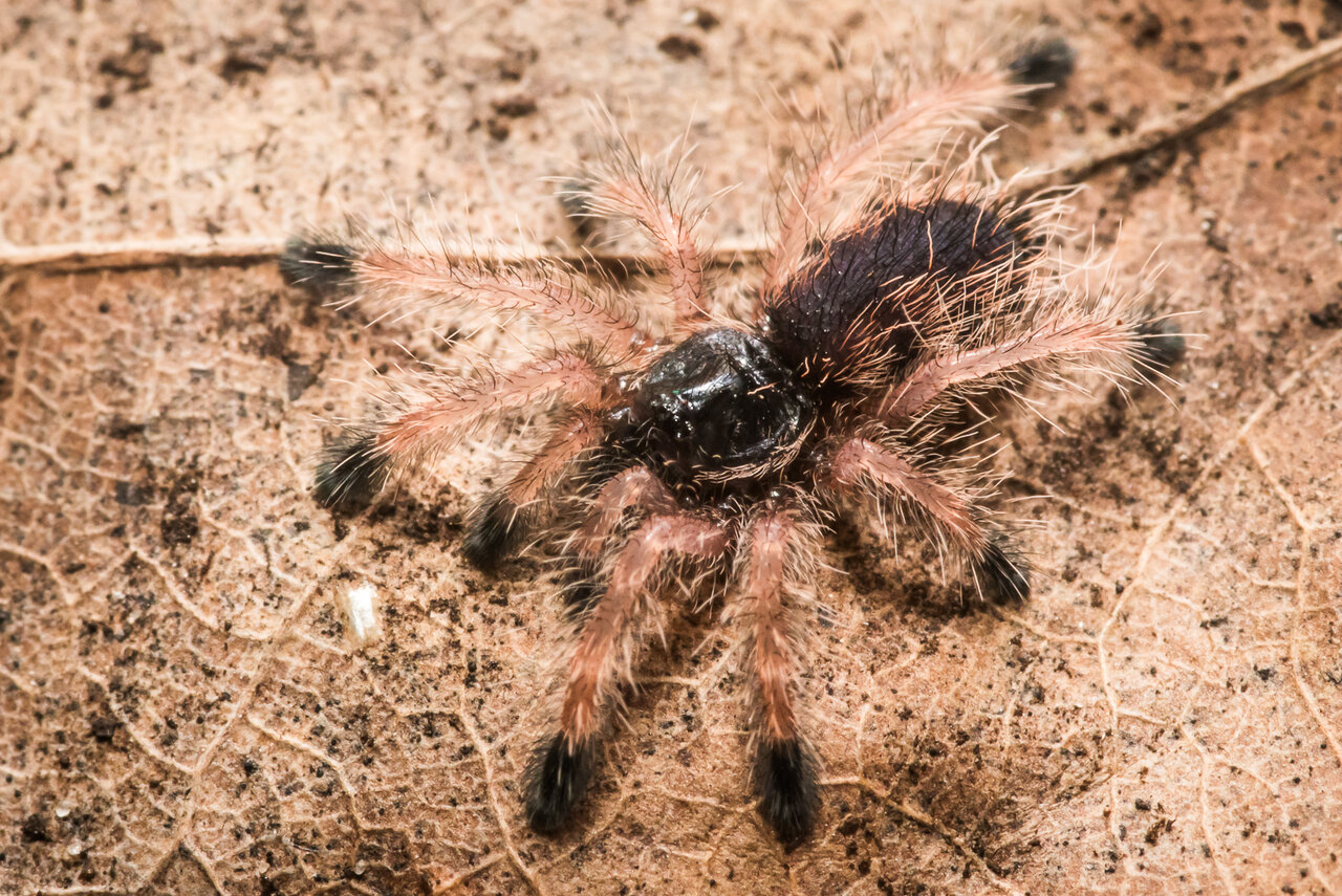 Avicularia minatrix