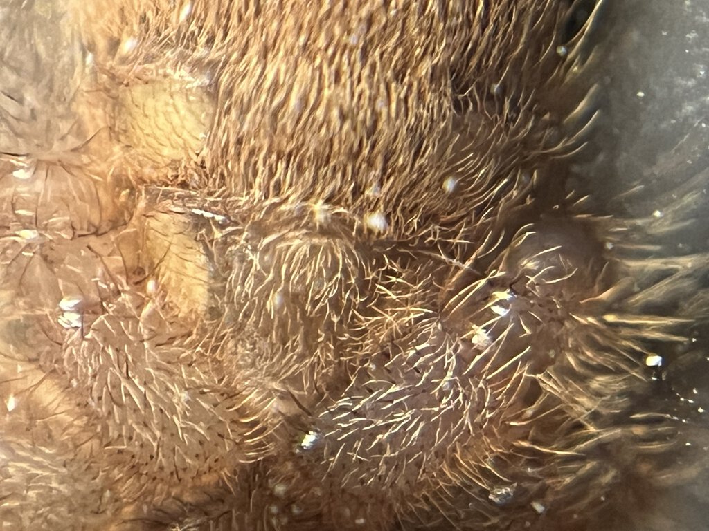 Avicularia minatrix