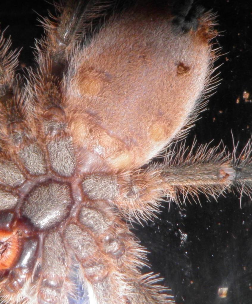 Avicularia Miniatrix