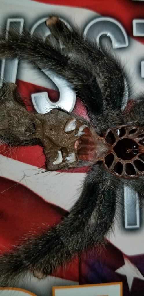 Avicularia [molt sexing]