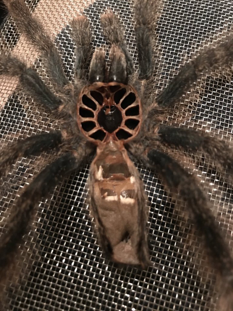 Avicularia Molt