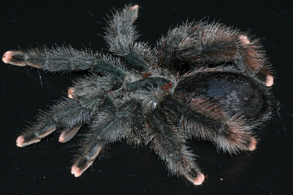 Avicularia morphotype identification