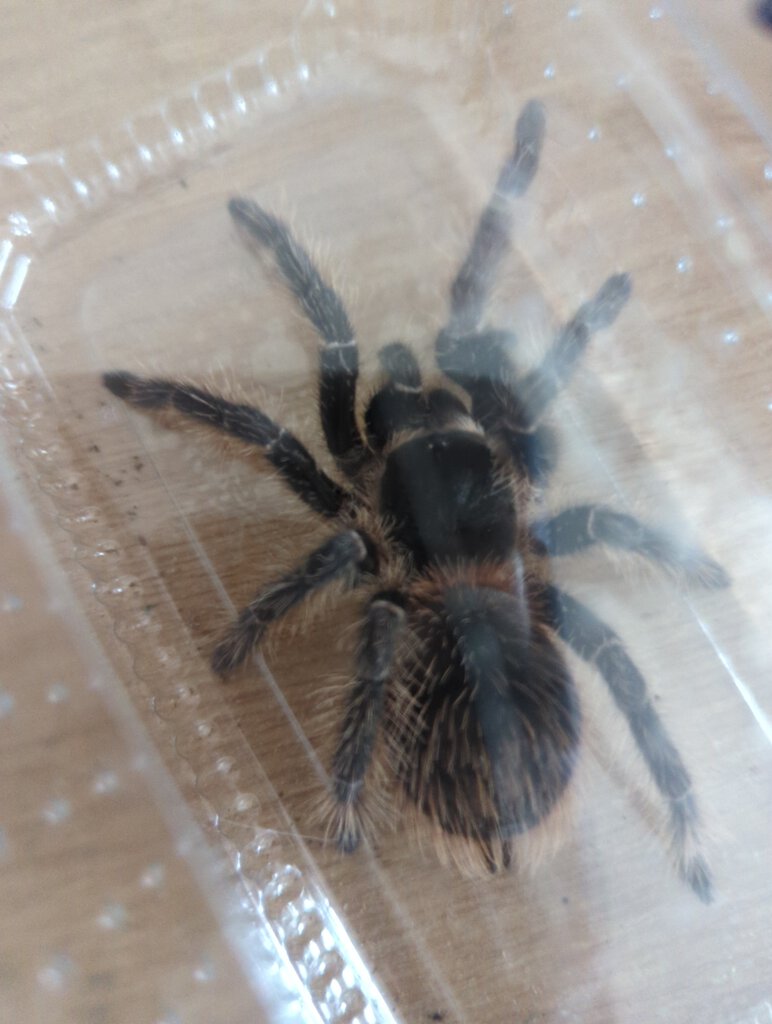 Avicularia pic 1