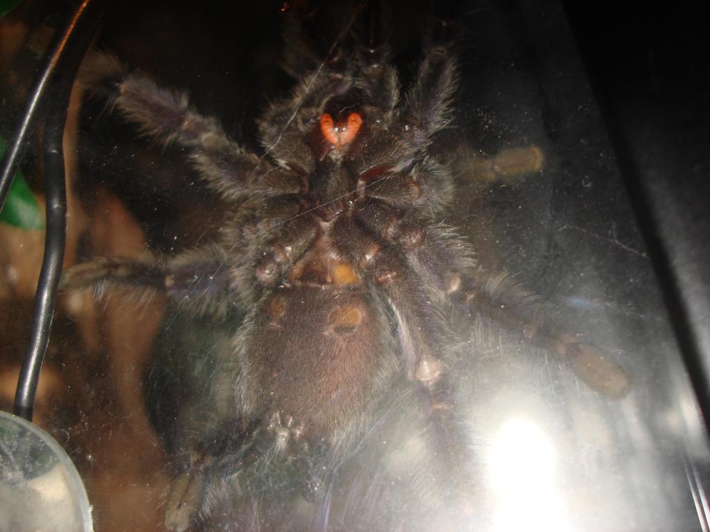 Avicularia Purpurea (Boo)