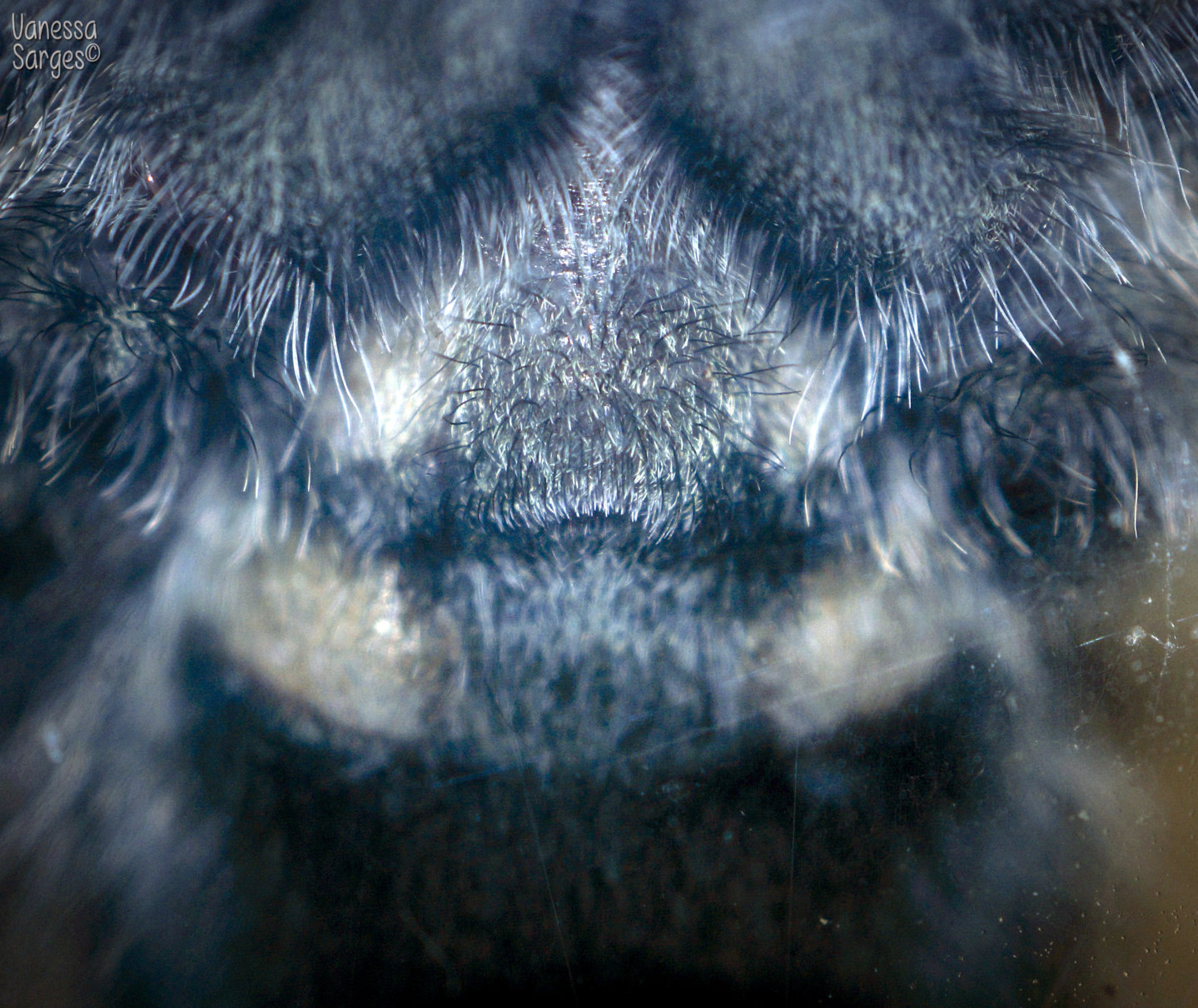 Avicularia purpurea Female - ~4"