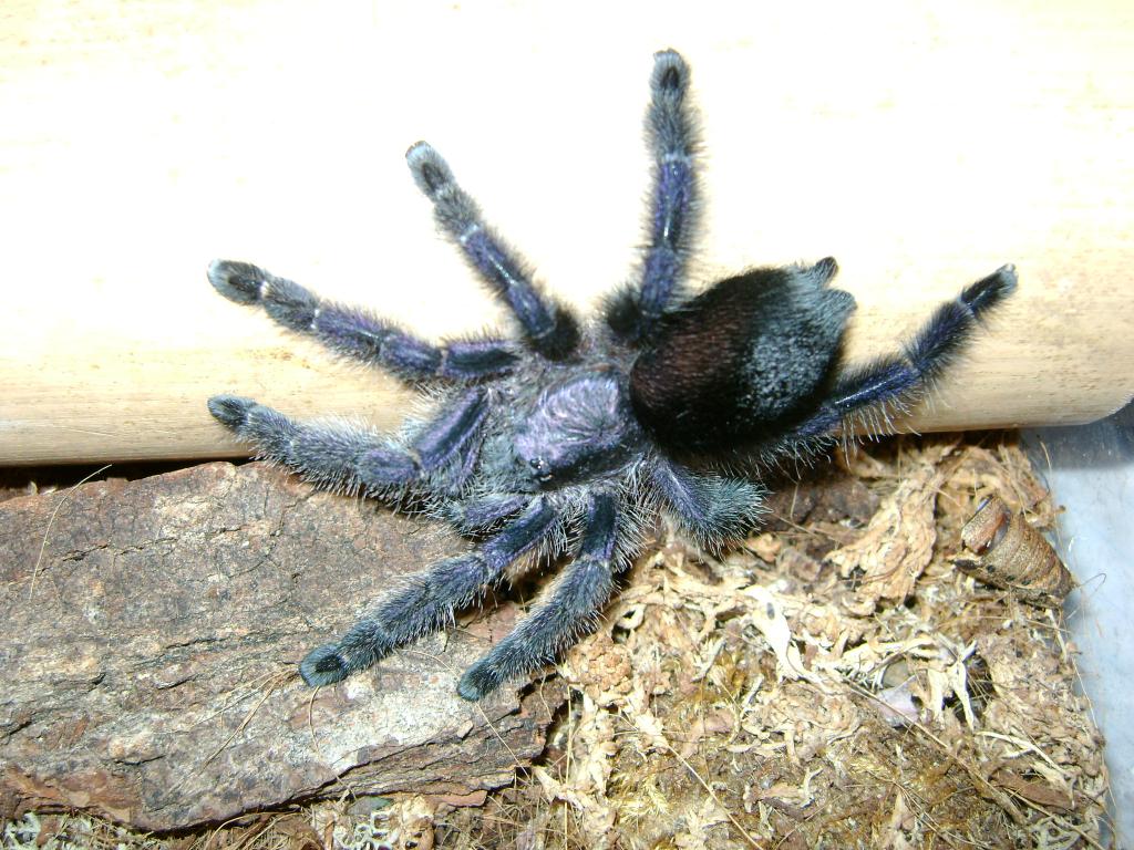 Avicularia purpurea - Female