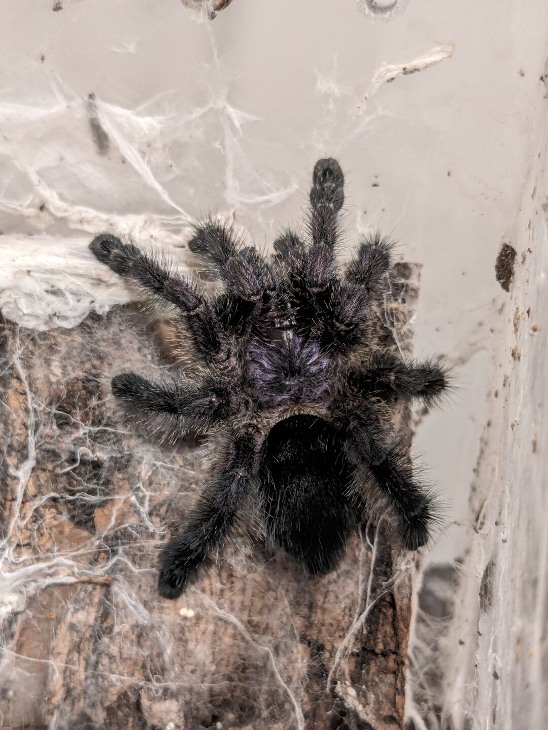 Avicularia purpurea hugging her "tree"