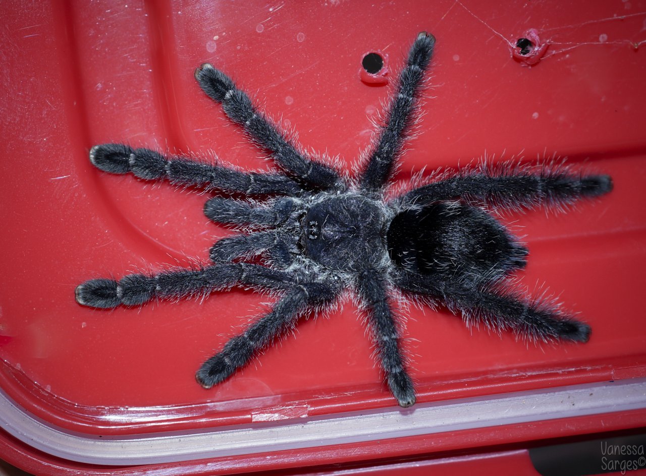 Avicularia purpurea Juvenile Female