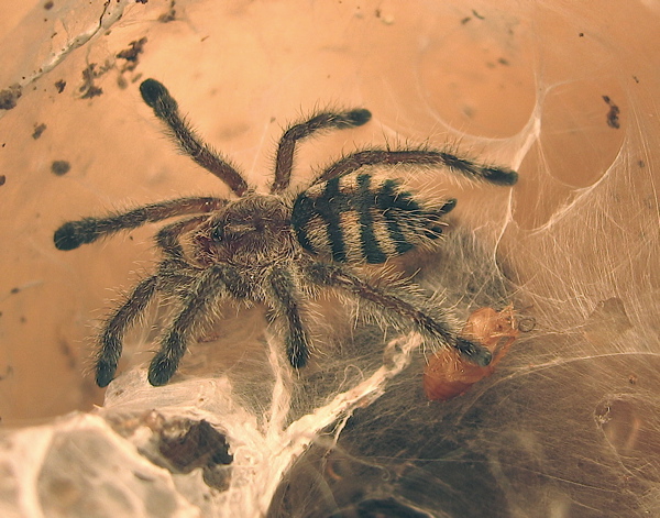 Avicularia purpurea juvenile