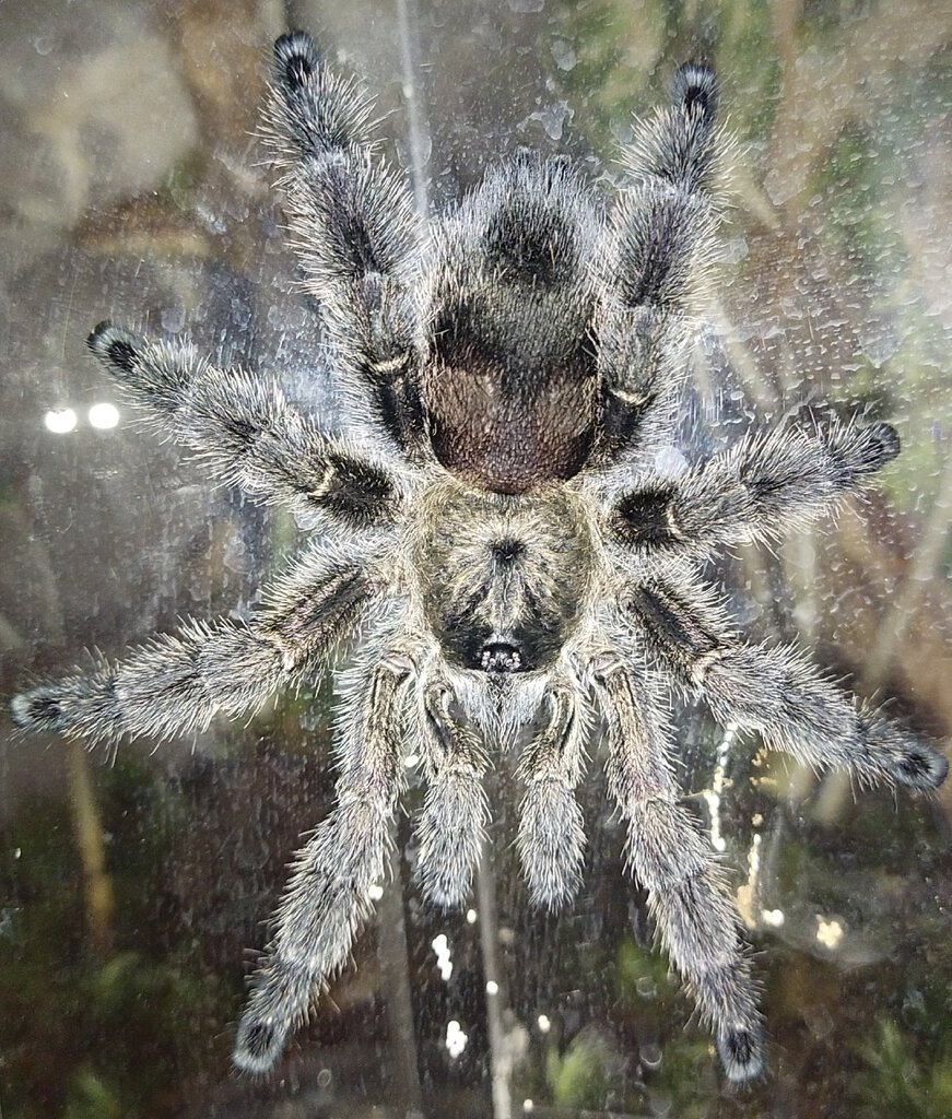 Avicularia purpurea/merianae