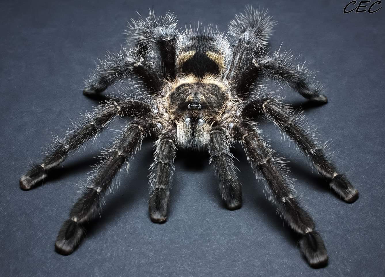 Avicularia purpurea (sp. "Ecuador")