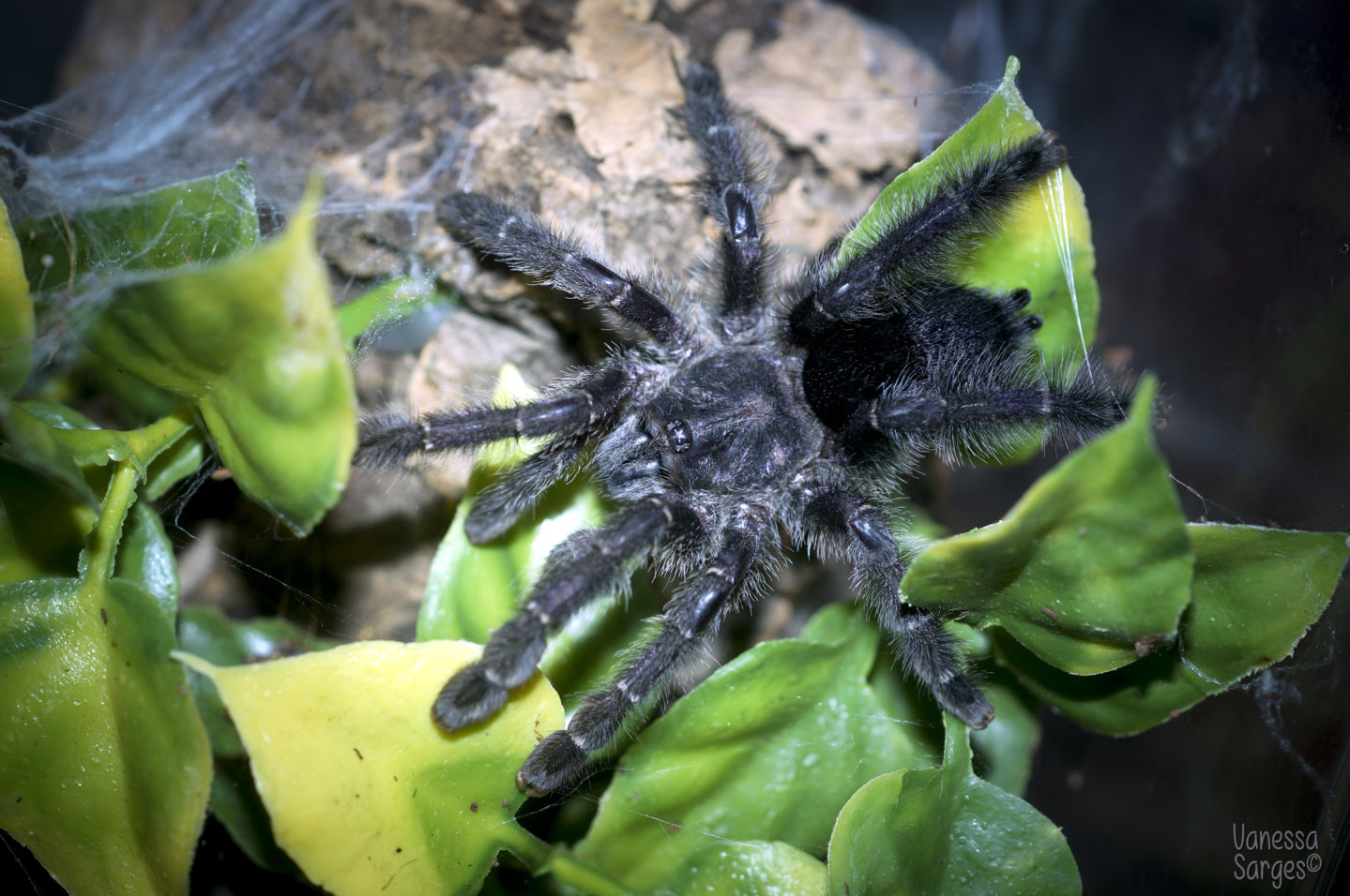 Avicularia purpurea Sub-Adult Female - ~4"