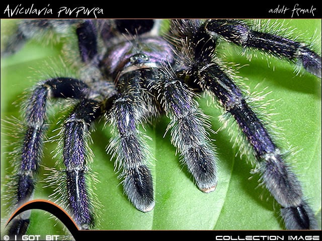 Avicularia purpurea