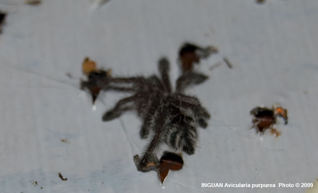 Avicularia Purpurea