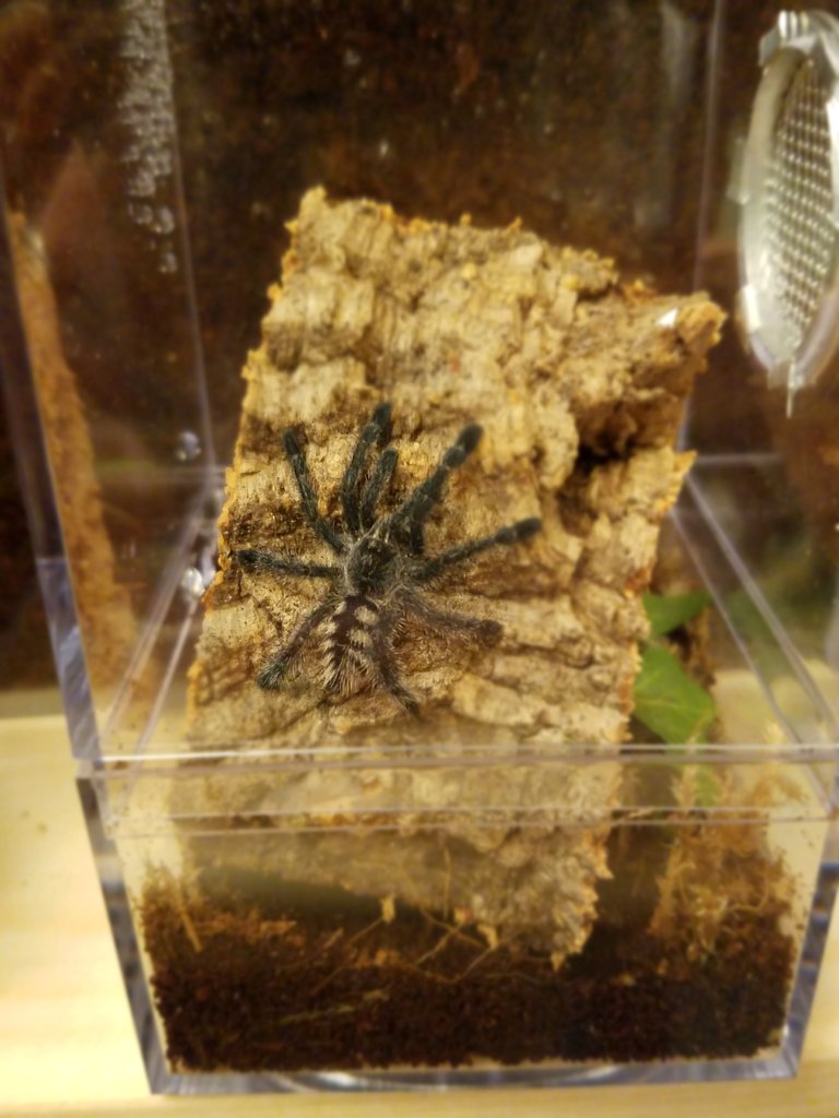 Avicularia Purpurea