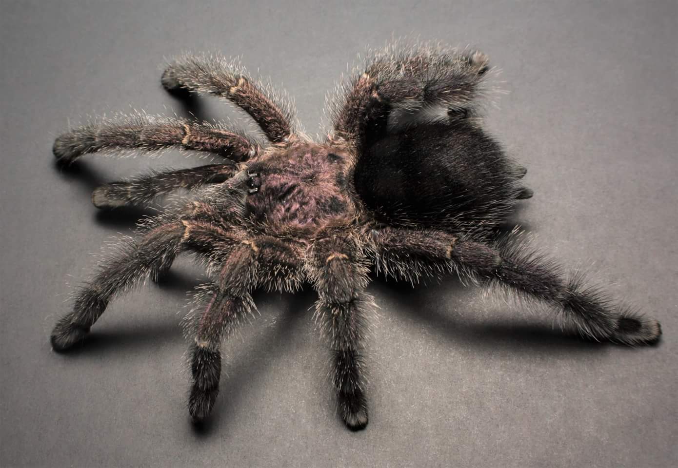 Avicularia purpurea