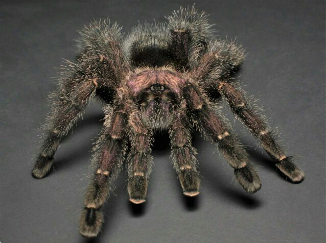 Avicularia purpurea