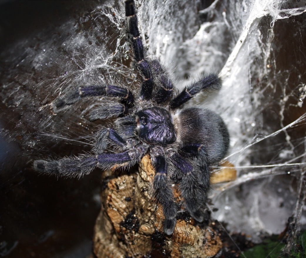 Avicularia purpurea