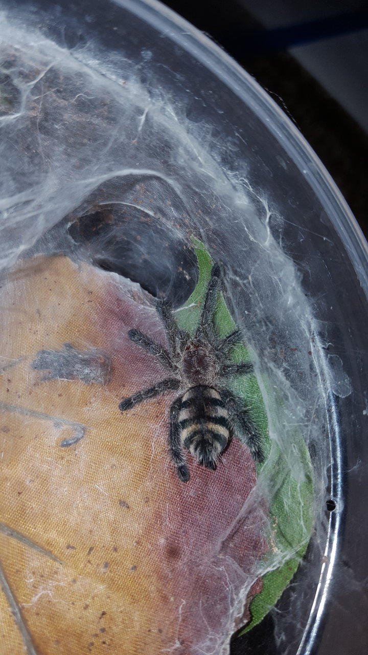 Avicularia purpurea