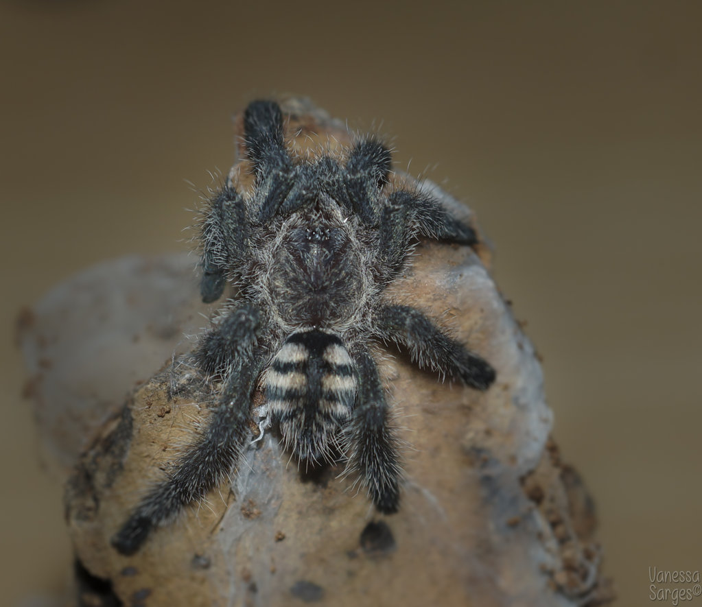 Avicularia purpurea