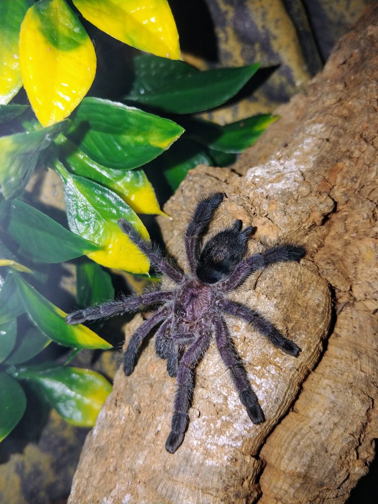 Avicularia purpurea