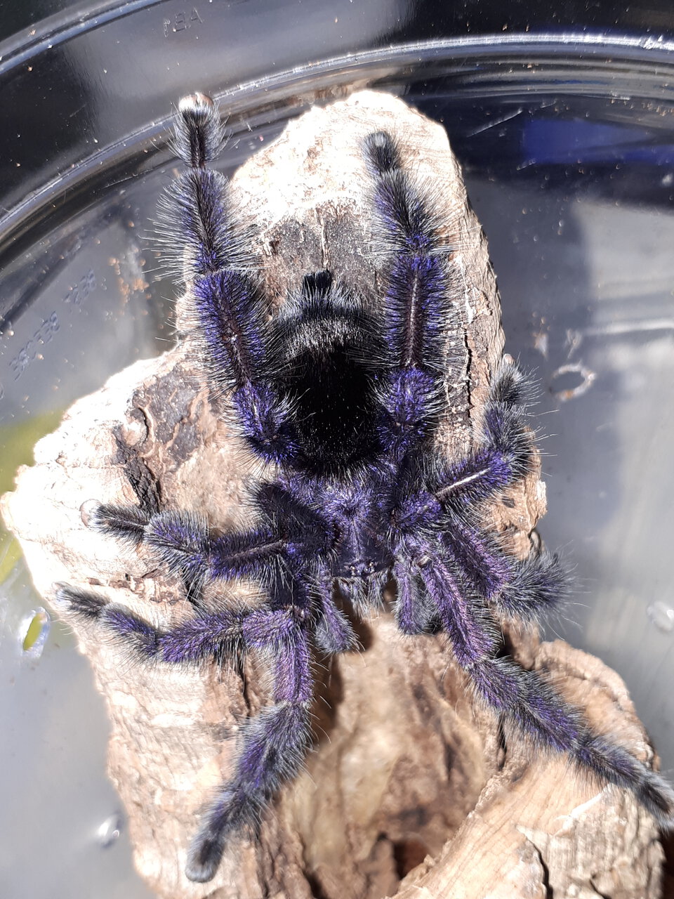 Avicularia purpurea