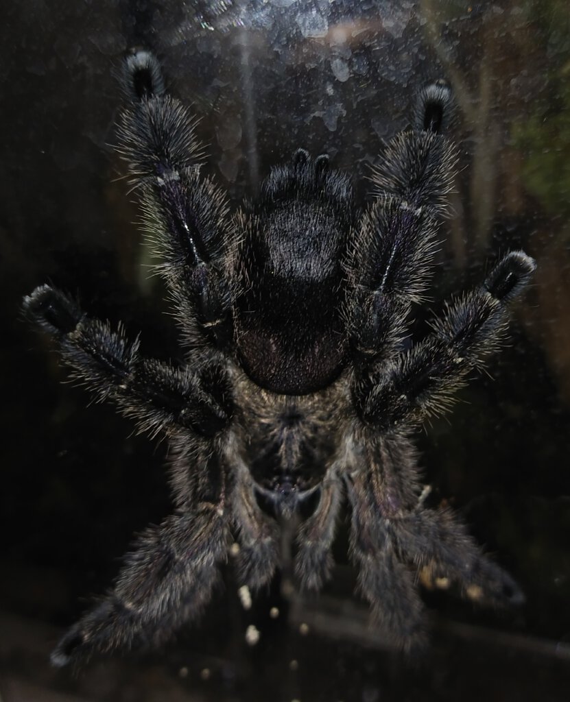 Avicularia purpurea?