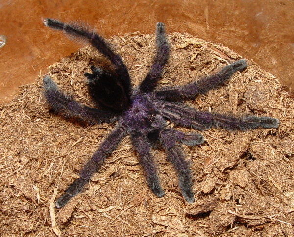 Avicularia purpurea