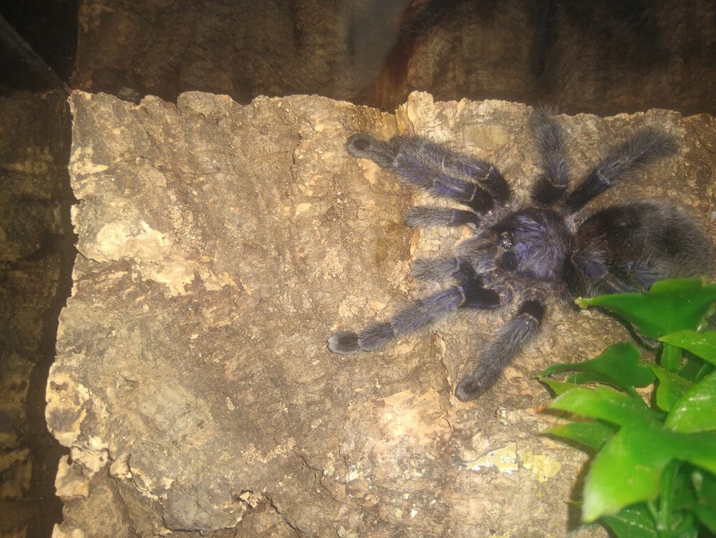 Avicularia Purpurea