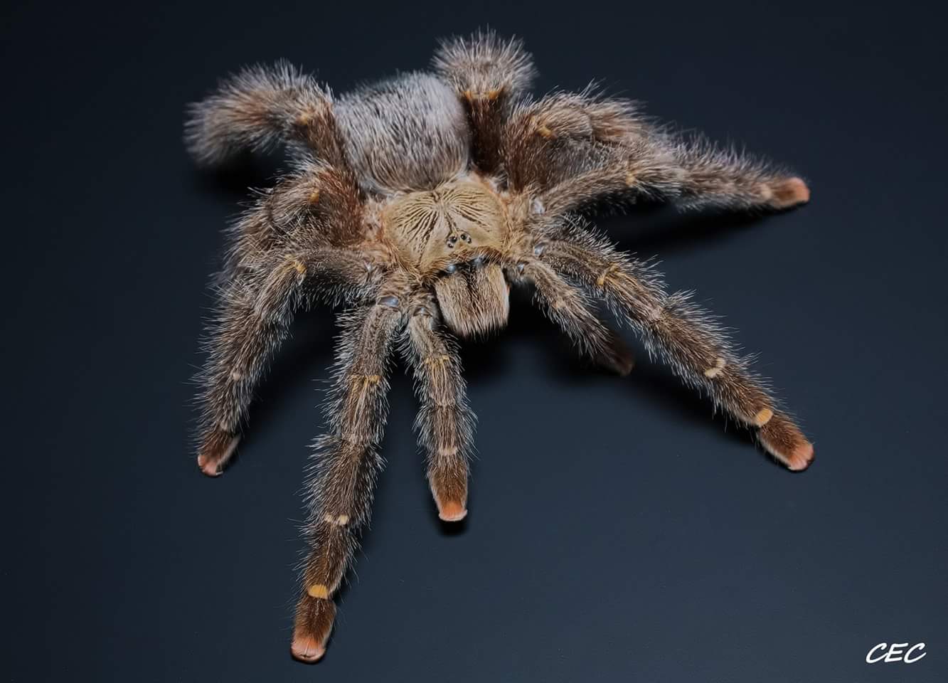 Avicularia rufa