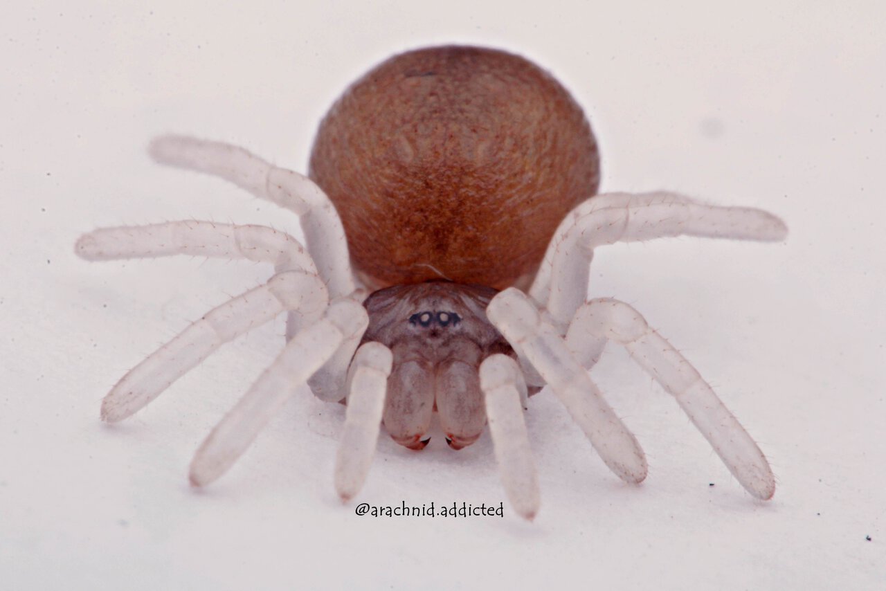 Avicularia rufa.