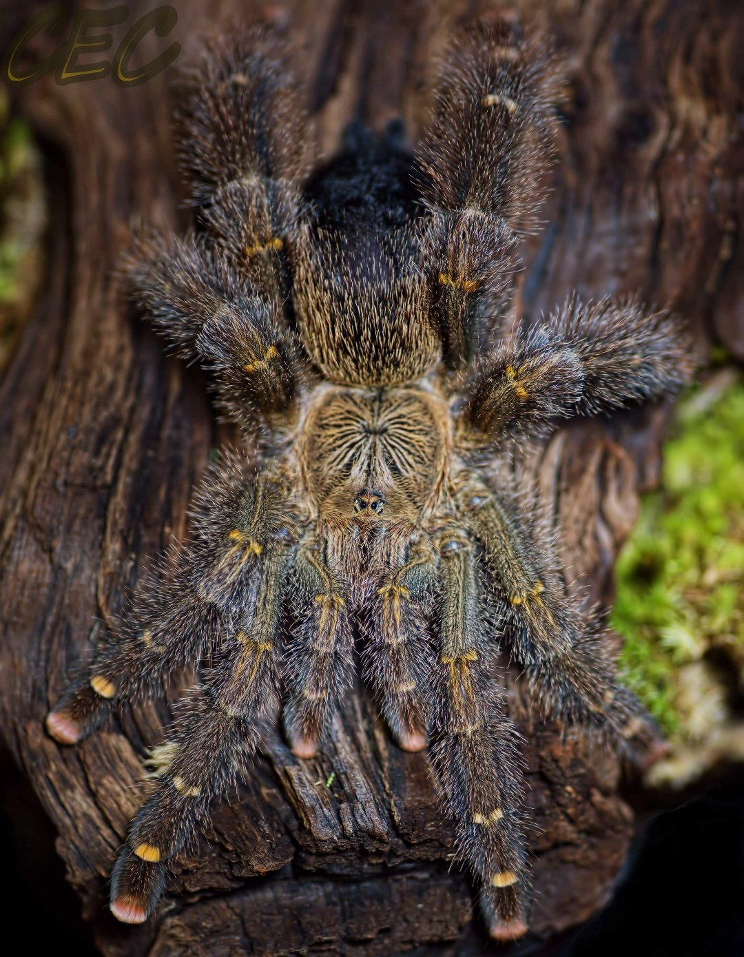 Avicularia rufa