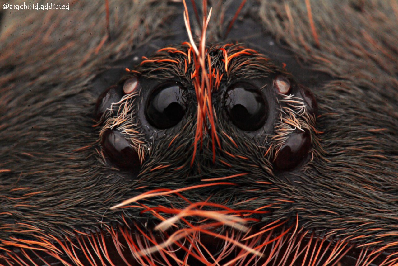 Avicularia rufa.