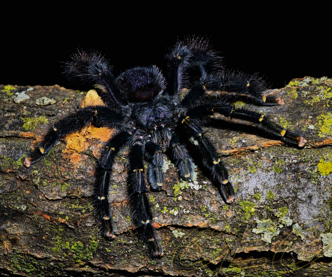 Avicularia rufa