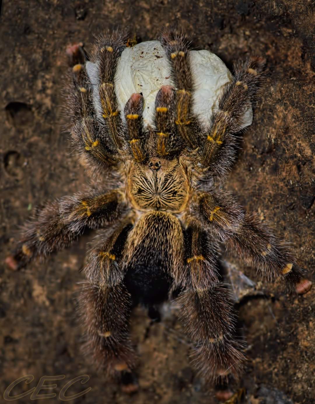 Avicularia rufa