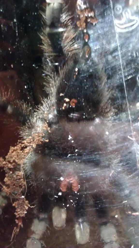 avicularia sex?