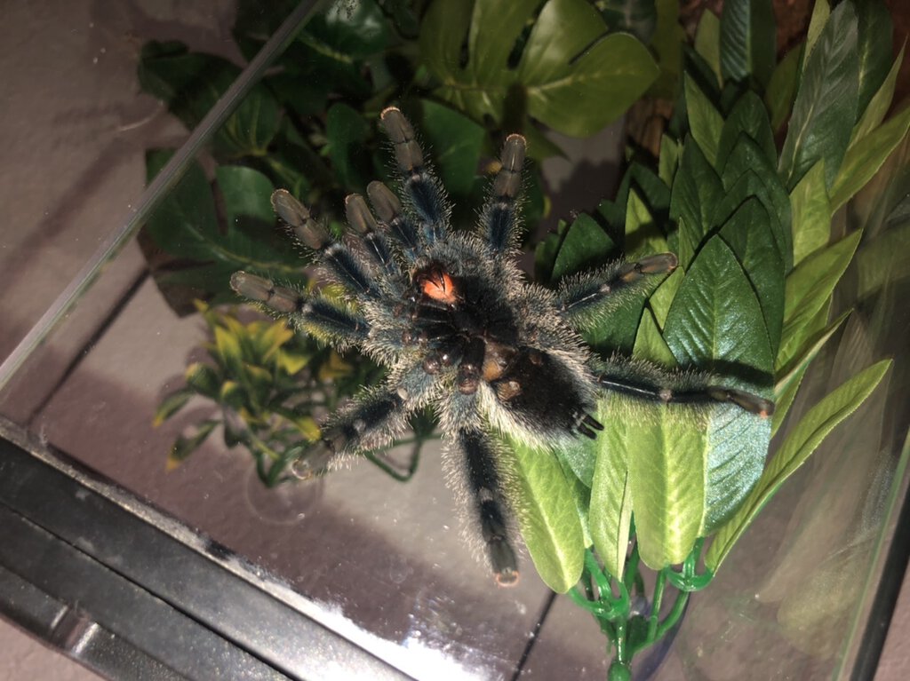 Avicularia Sexing?