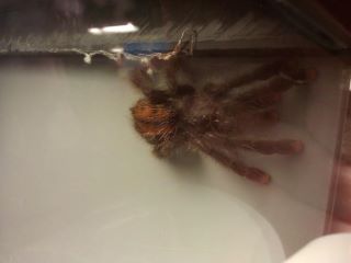 Avicularia something