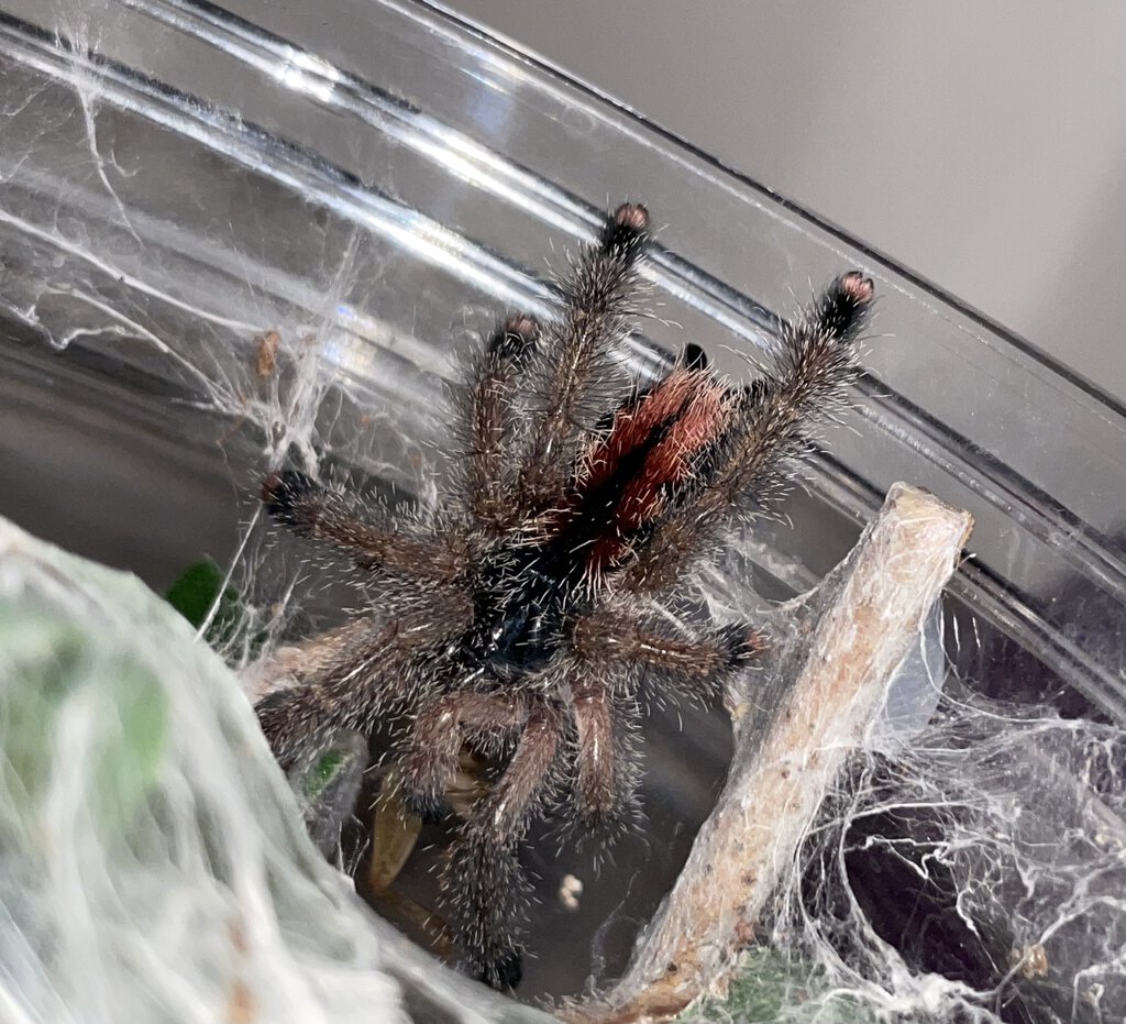 Avicularia sp. “Kwitara” 2in.