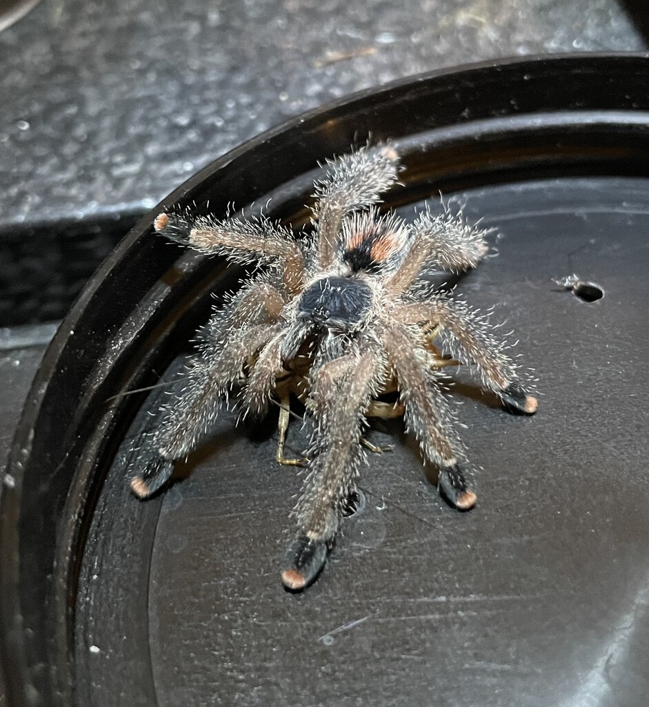 Avicularia sp. “Kwitara”.