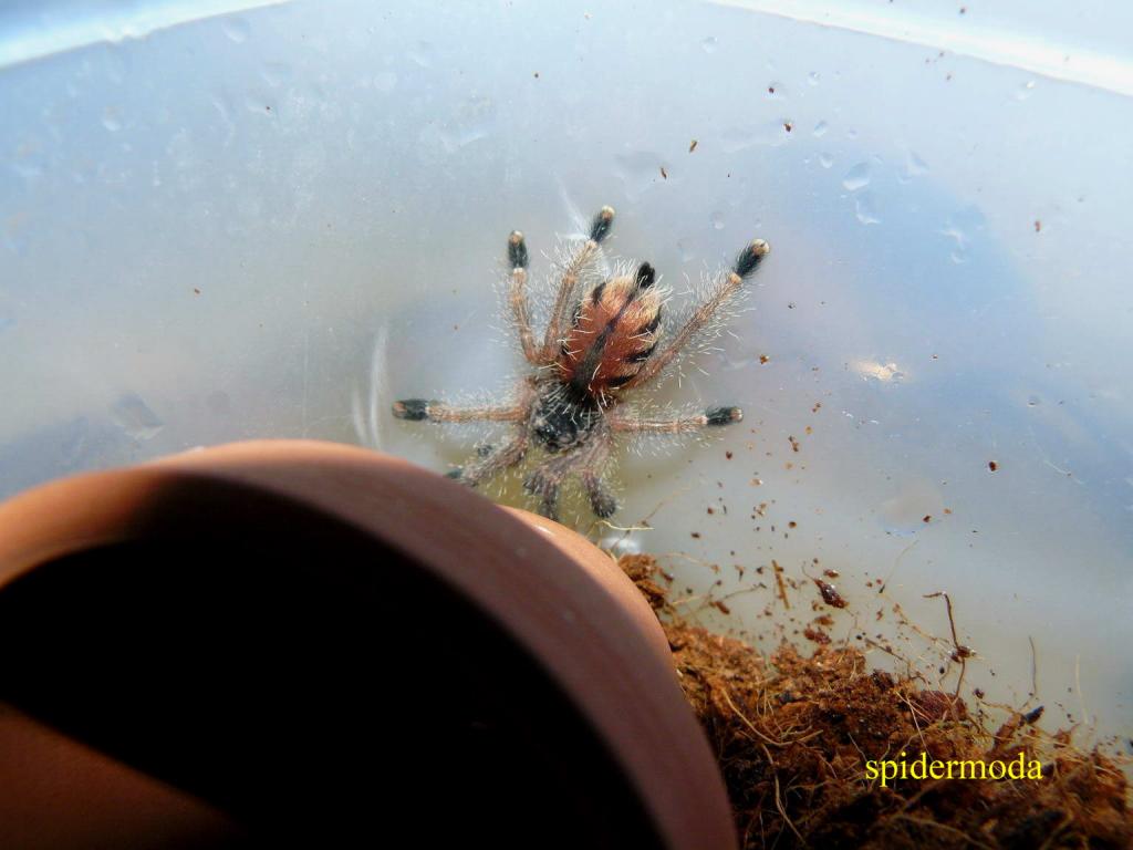 Avicularia sp. Amazonas "purple" 4m