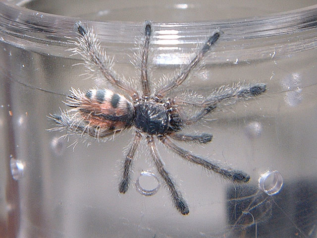 Avicularia Sp. Amazonica "Giant Amazon Pinktoe"