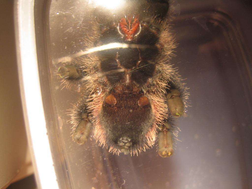 avicularia sp amazonica