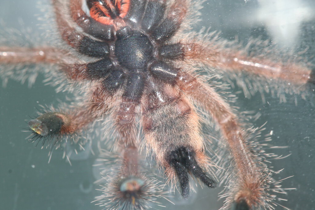 Avicularia sp. Boa Vista